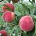 沂蒙霜红桃树苗优质嫁接桃树苗品种齐全量大从优