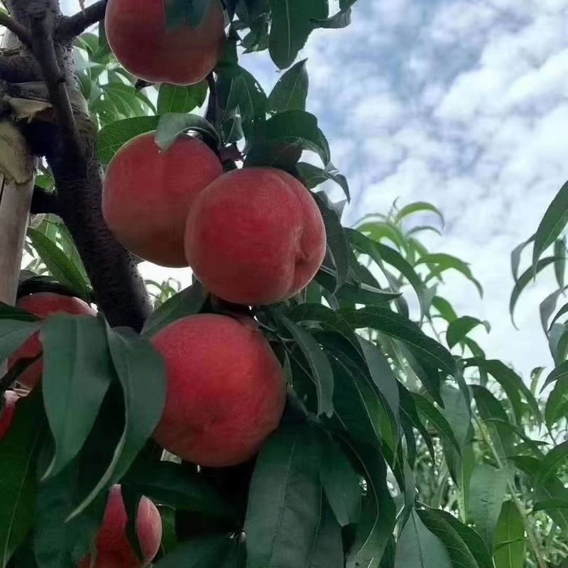 沂蒙霜红桃树苗优质嫁接桃树苗品种齐全量大从优