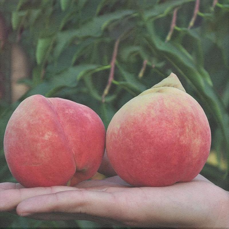 沂蒙霜红桃树苗优质嫁接桃树苗品种齐全量大从优