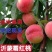 沂蒙霜红桃树苗优质嫁接桃树苗品种齐全量大从优
