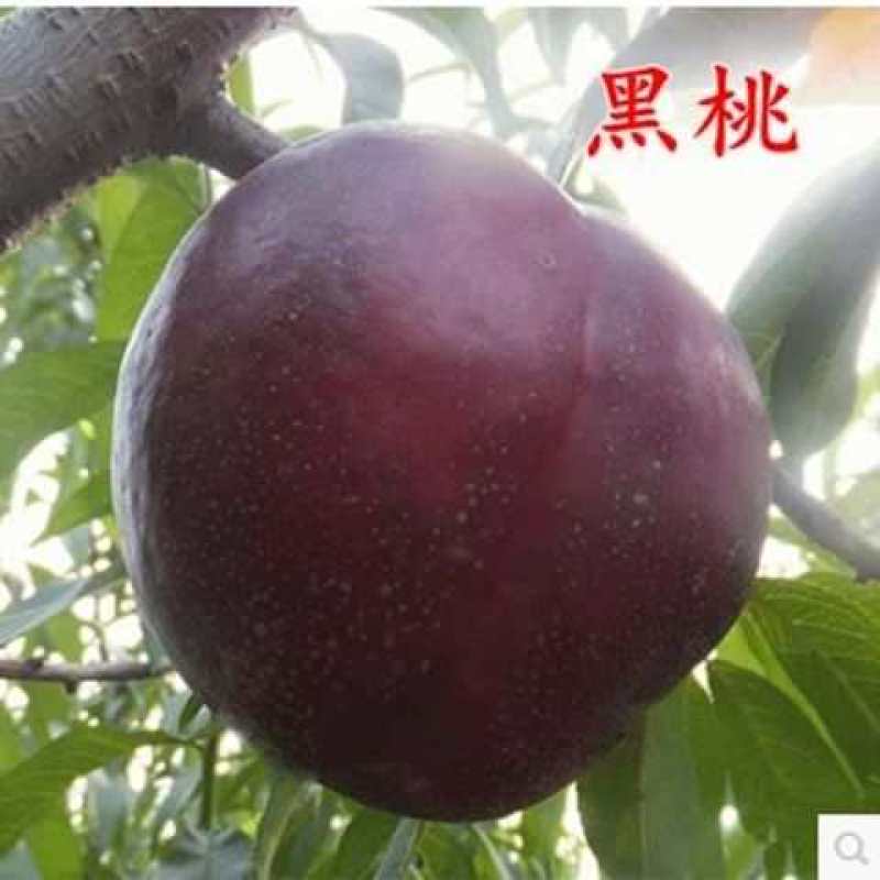 中华黑桃王树苗黑桃树苗基地直发现挖现发量大详询客服