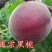 中华黑桃王树苗黑桃树苗基地直发现挖现发量大详询客服