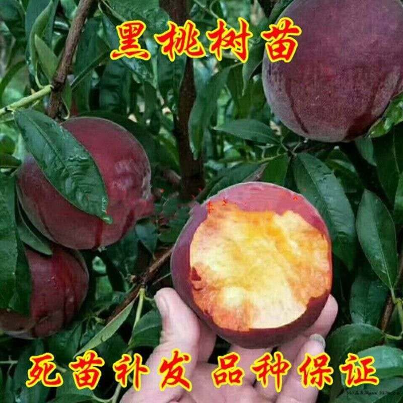 中华黑桃王树苗黑桃树苗基地直发现挖现发量大详询客服