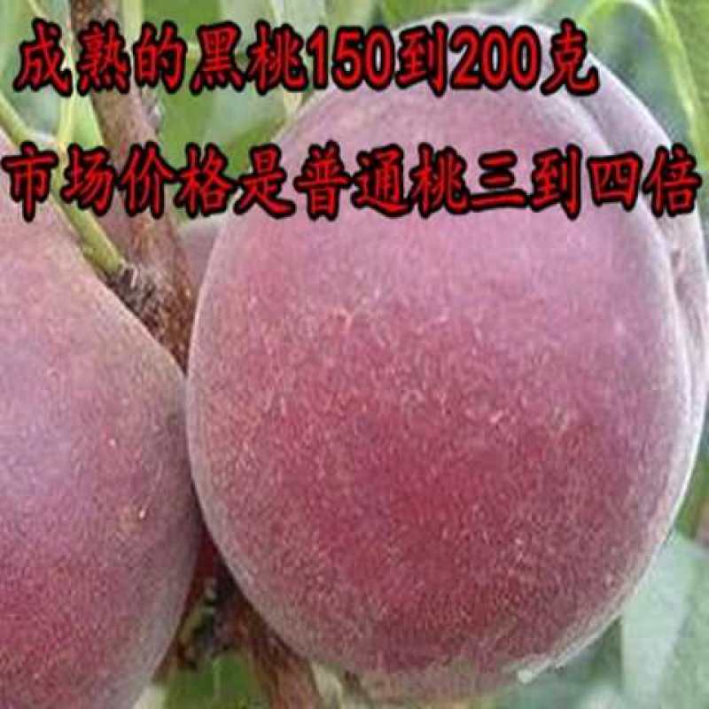 中华黑桃王树苗黑桃树苗基地直发现挖现发量大详询客服