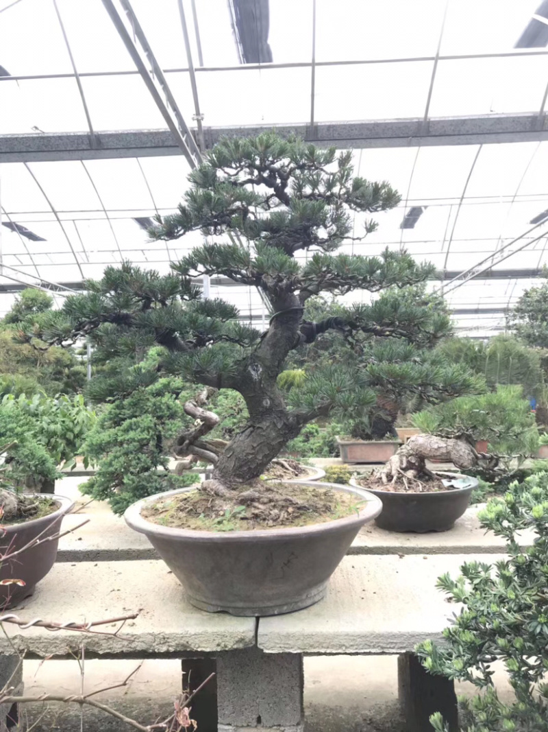 五针松盆景，进口五针松，日本五针松盆景，五针松小苗