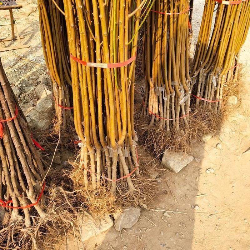 中华黑桃王树苗黑桃树苗基地直发现挖现发量大详询客服