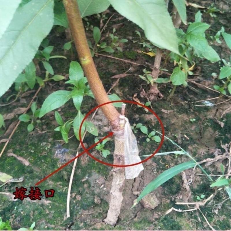 中华黑桃王树苗黑桃树苗基地直发现挖现发量大详询客服