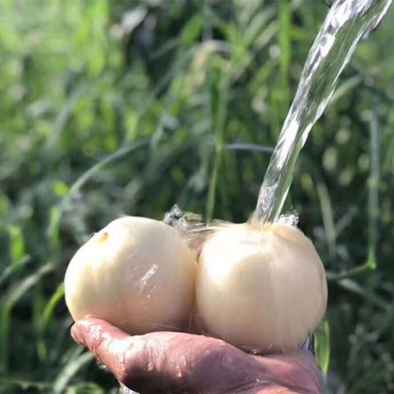 白如玉桃树苗优质嫁接白油桃树苗适合各地种植量大从优