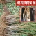 白如玉桃树苗优质嫁接白油桃树苗适合各地种植量大从优