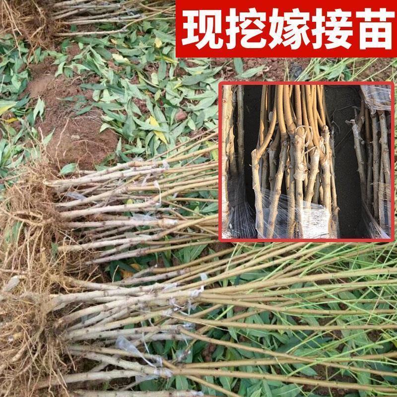 白如玉桃树苗优质嫁接白油桃树苗适合各地种植量大从优