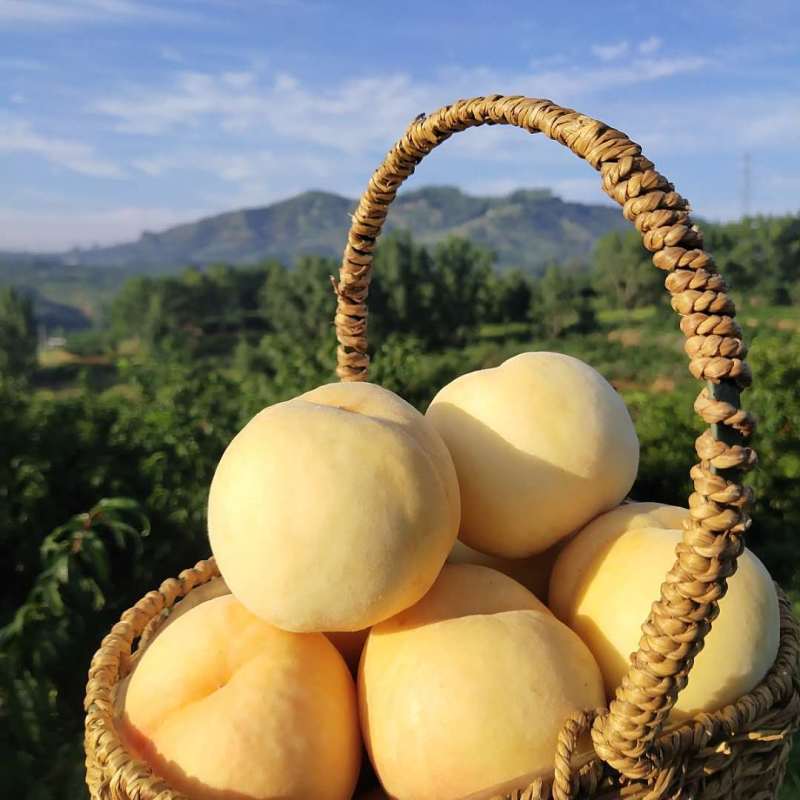 白如玉桃树苗优质嫁接白油桃树苗适合各地种植量大从优