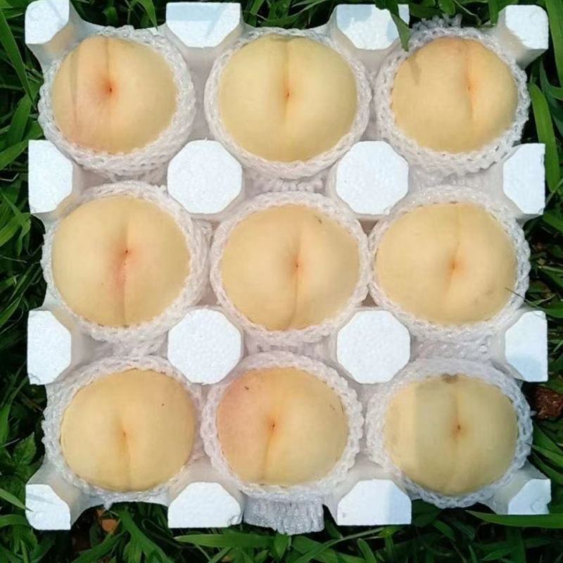 白如玉桃树苗优质嫁接白油桃树苗适合各地种植量大从优