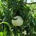 白如玉桃树苗优质嫁接白油桃树苗适合各地种植量大从优