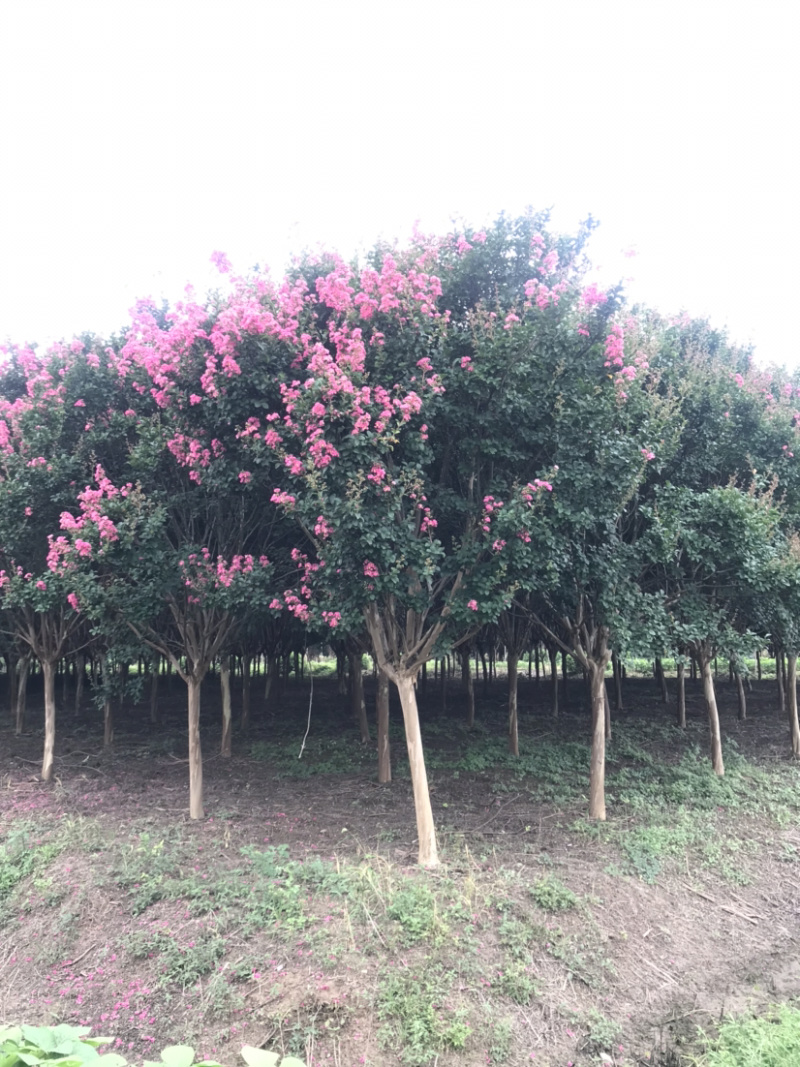 紫薇，15公分紫薇，13公分紫薇，12公分紫薇，紫薇小苗