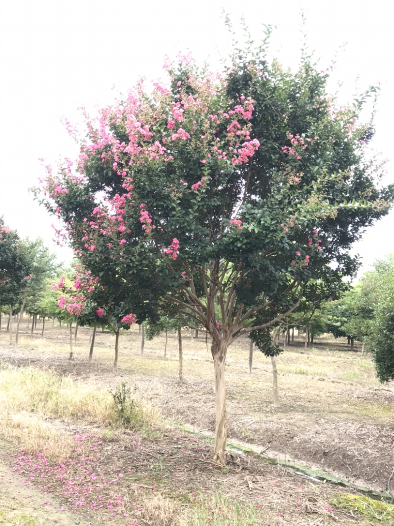 紫薇，15公分紫薇，13公分紫薇，12公分紫薇，紫薇小苗