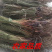 灯心草一手货源产地直销