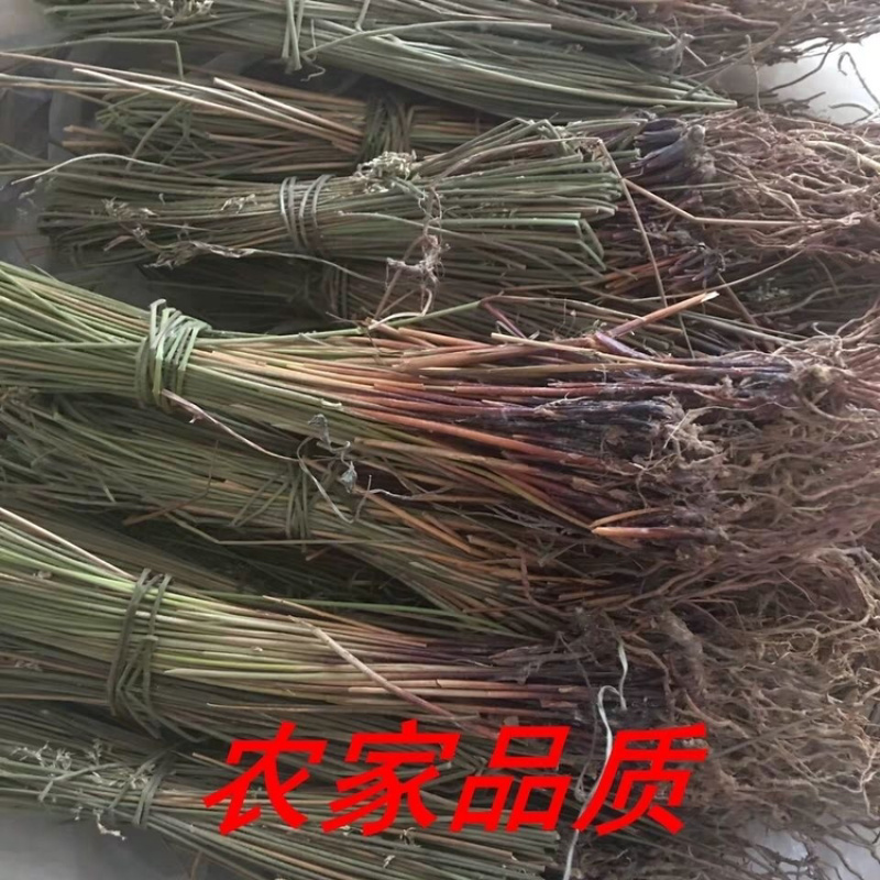灯心草一手货源产地直销