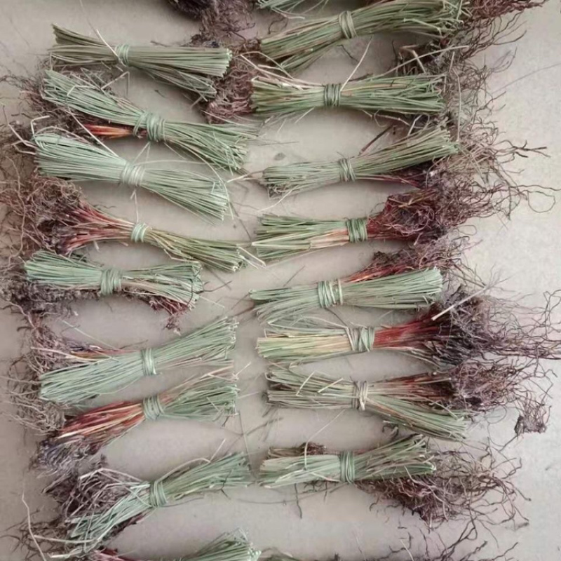 灯心草一手货源产地直销