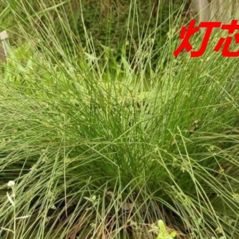 灯心草一手货源产地直销