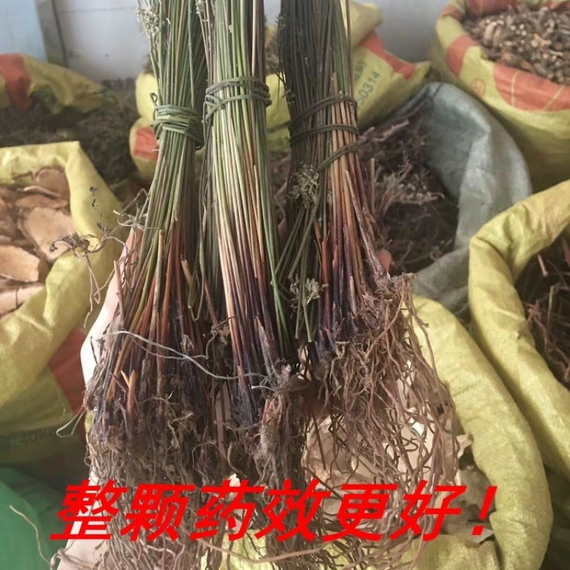 灯心草一手货源产地直销