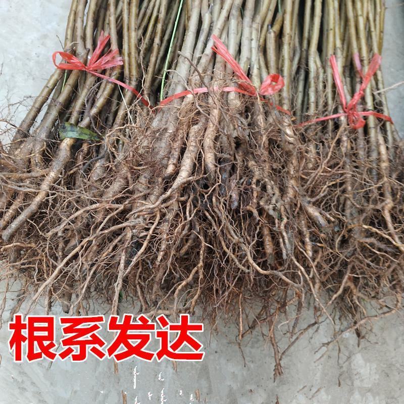 突围桃树苗优质嫁接桃树苗基地直发现挖现发量大从优