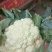 精品花菜，花质紧密，花白，量大质优