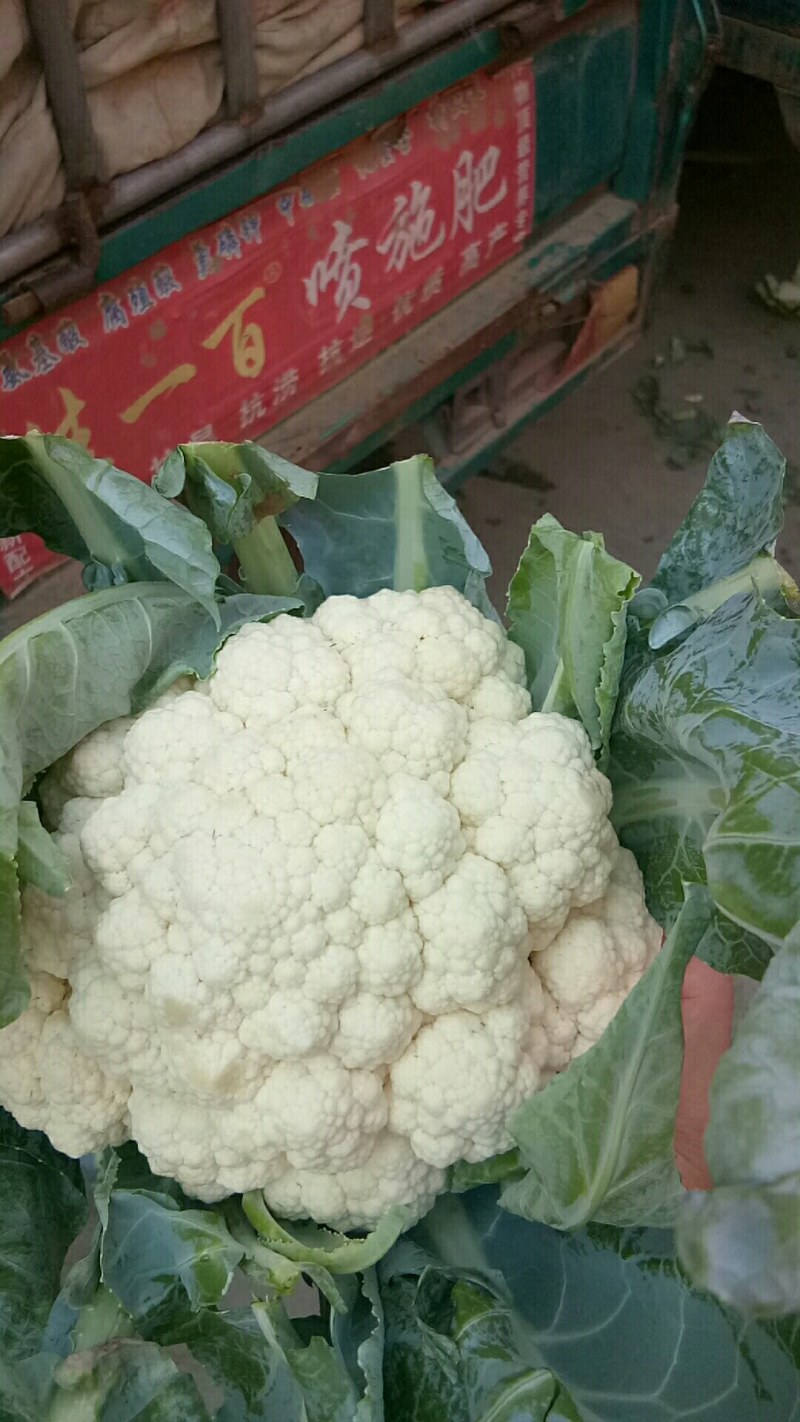 精品花菜，花质紧密，花白，量大质优