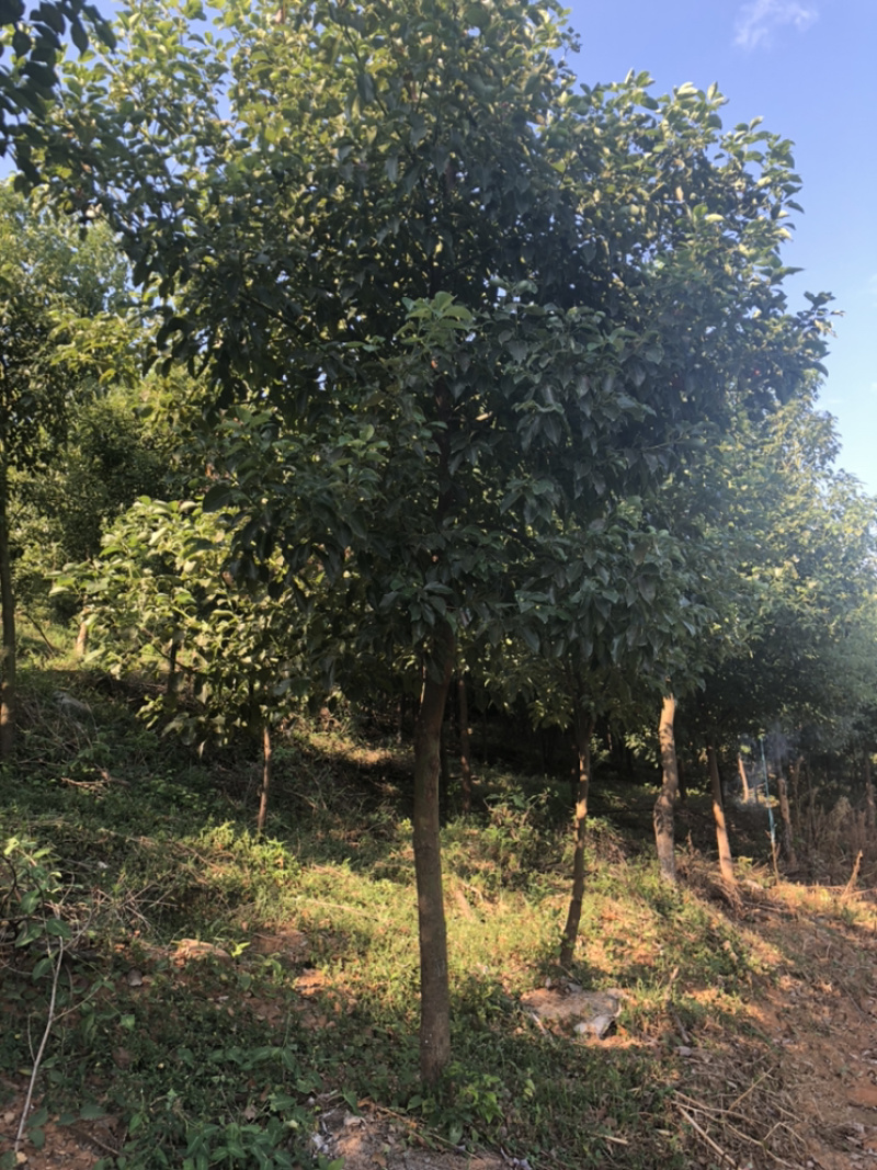 8到13公分香樟大量出售中，欢迎新老朋友前来选购