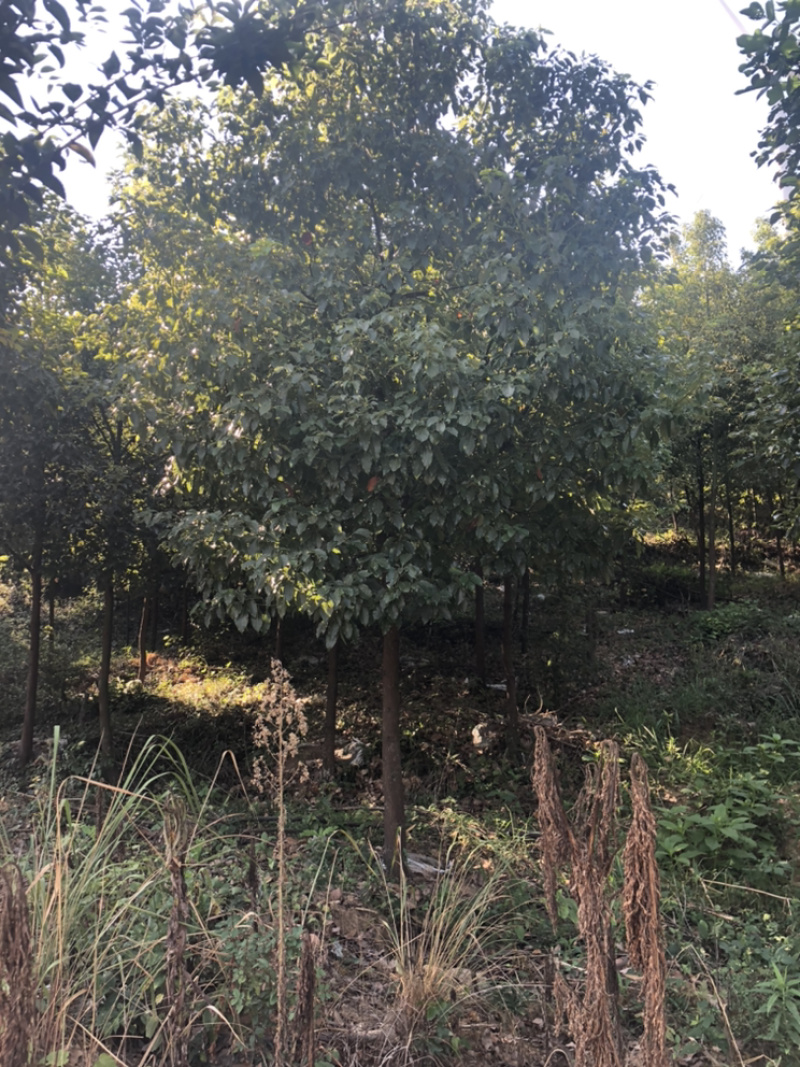 8到13公分香樟大量出售中，欢迎新老朋友前来选购