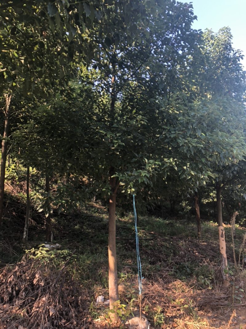8到13公分香樟大量出售中，欢迎新老朋友前来选购
