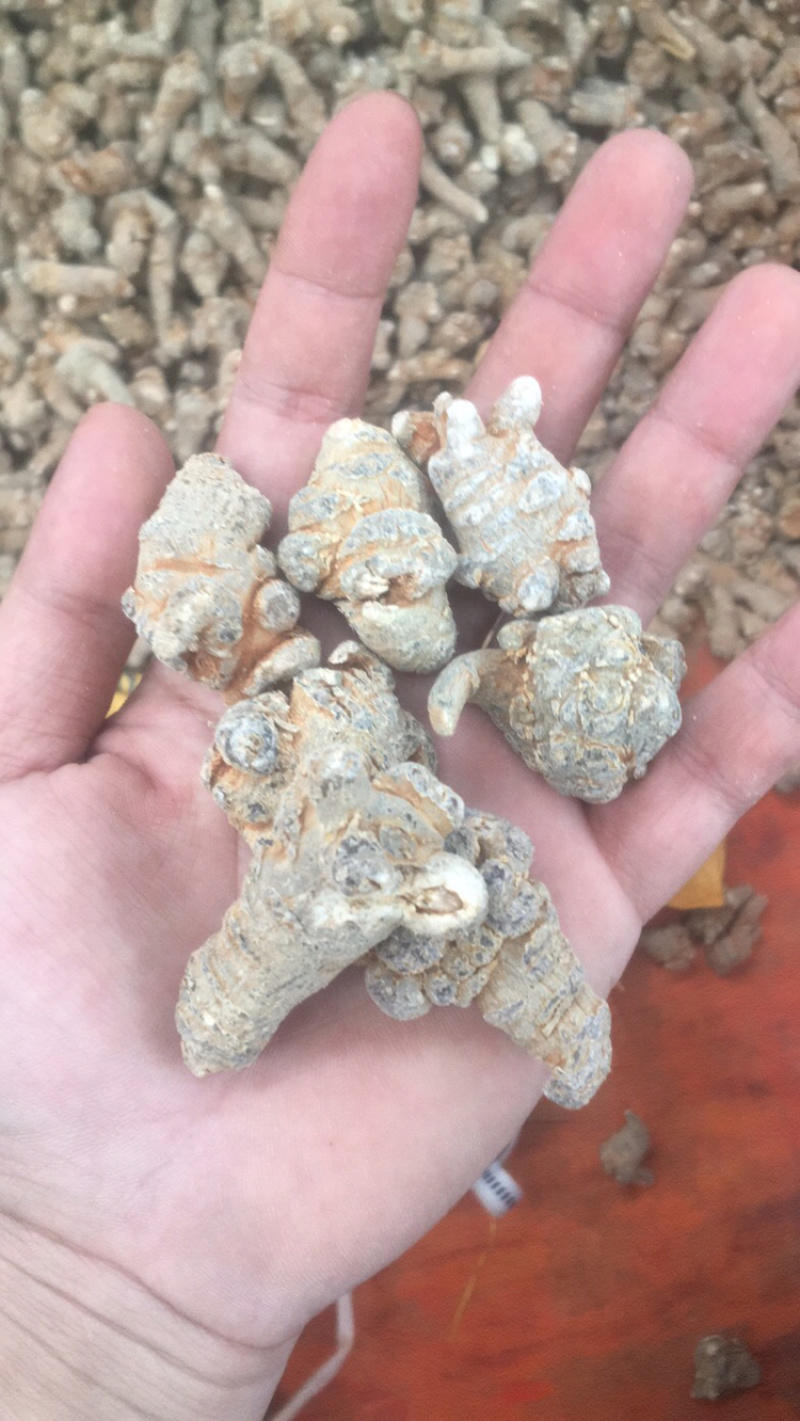 晟益三七文山三七60头80头水洗足干高档三七
