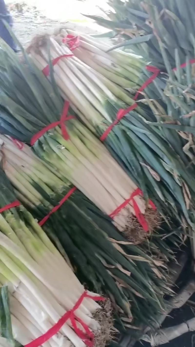 精品铁杆大葱大量上市