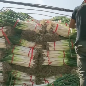 精品铁杆大葱大量上市