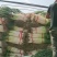 精品铁杆大葱大量上市