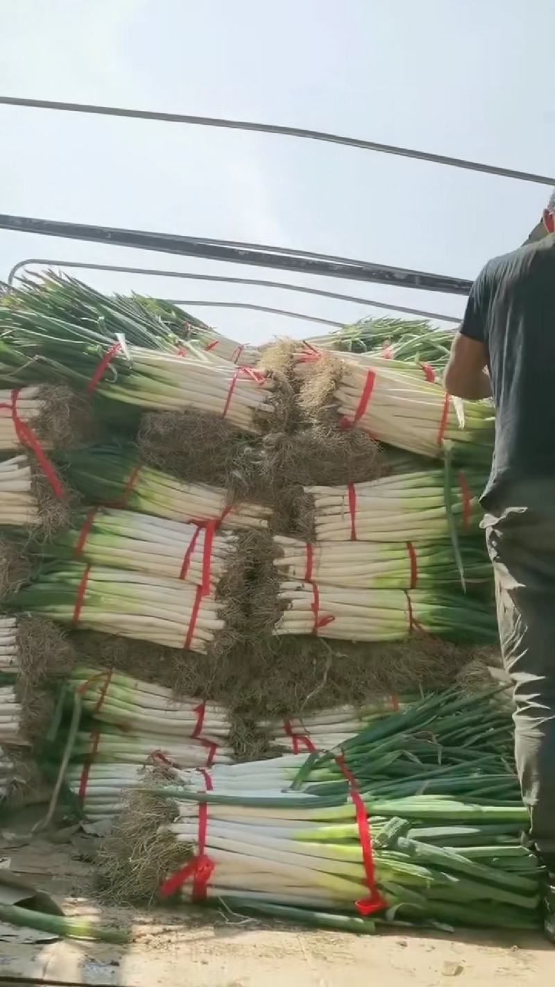 精品铁杆大葱大量上市
