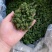 长白山人参花大量批发颜色质量好大中小规格价格实惠
