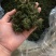 长白山人参花大量批发颜色质量好大中小规格价格实惠