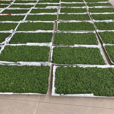 长白山人参花大量批发颜色质量好大中小规格价格实惠