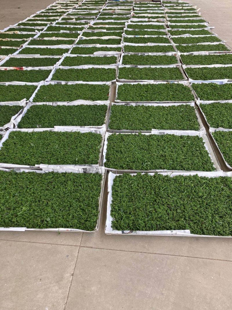 长白山人参花大量批发颜色质量好大中小规格价格实惠