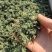 长白山人参花大量批发颜色质量好大中小规格价格实惠