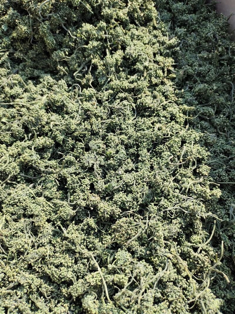 长白山人参花大量批发颜色质量好大中小规格价格实惠