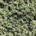 长白山人参花大量批发颜色质量好大中小规格价格实惠