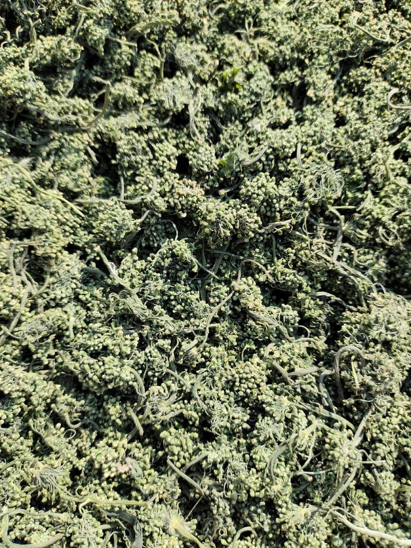 长白山人参花大量批发颜色质量好大中小规格价格实惠
