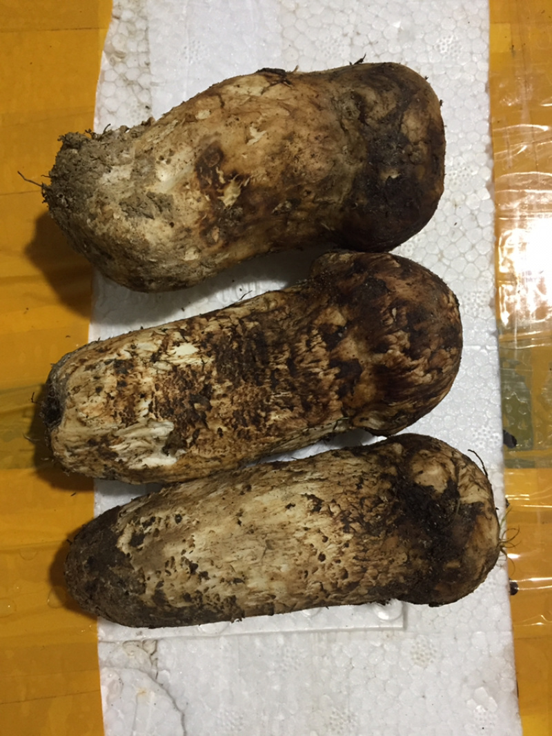 精品松茸本地货健康食材