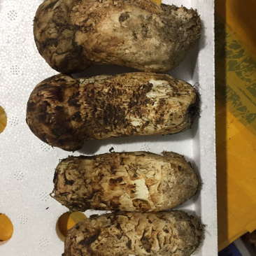 精品松茸本地货健康食材