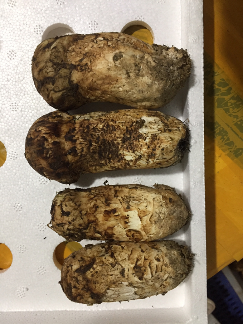 精品松茸本地货健康食材