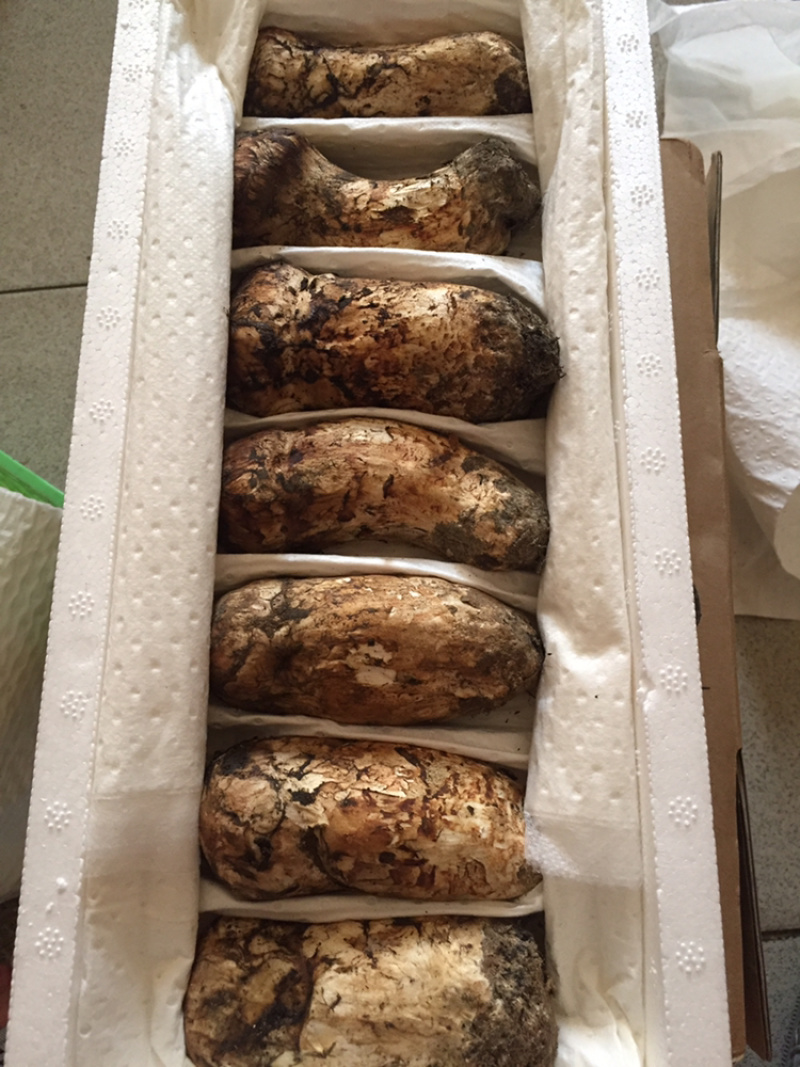 精品松茸本地货健康食材