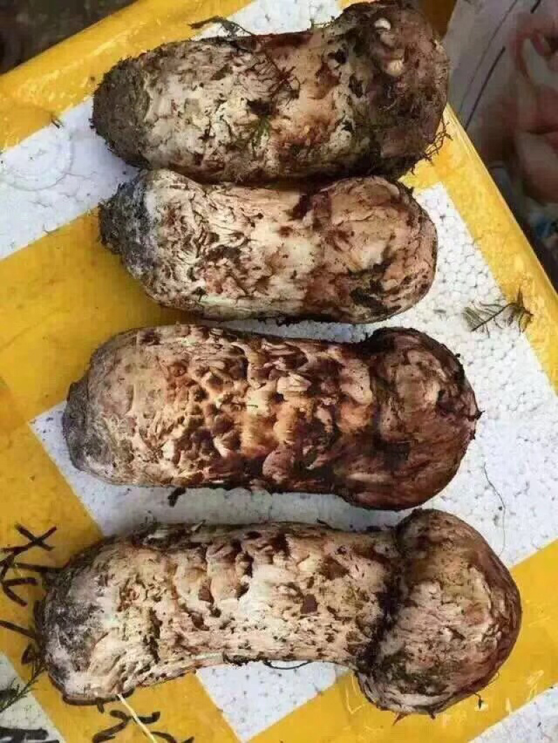 精品松茸本地货健康食材