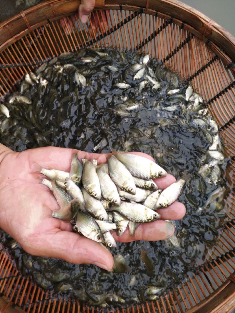 热销鯽鱼苗四川中科5号苗鱼场发货包运输及鱼塘规划