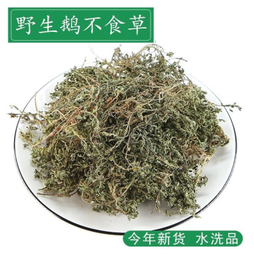 鹅不食草一手货源产地直销